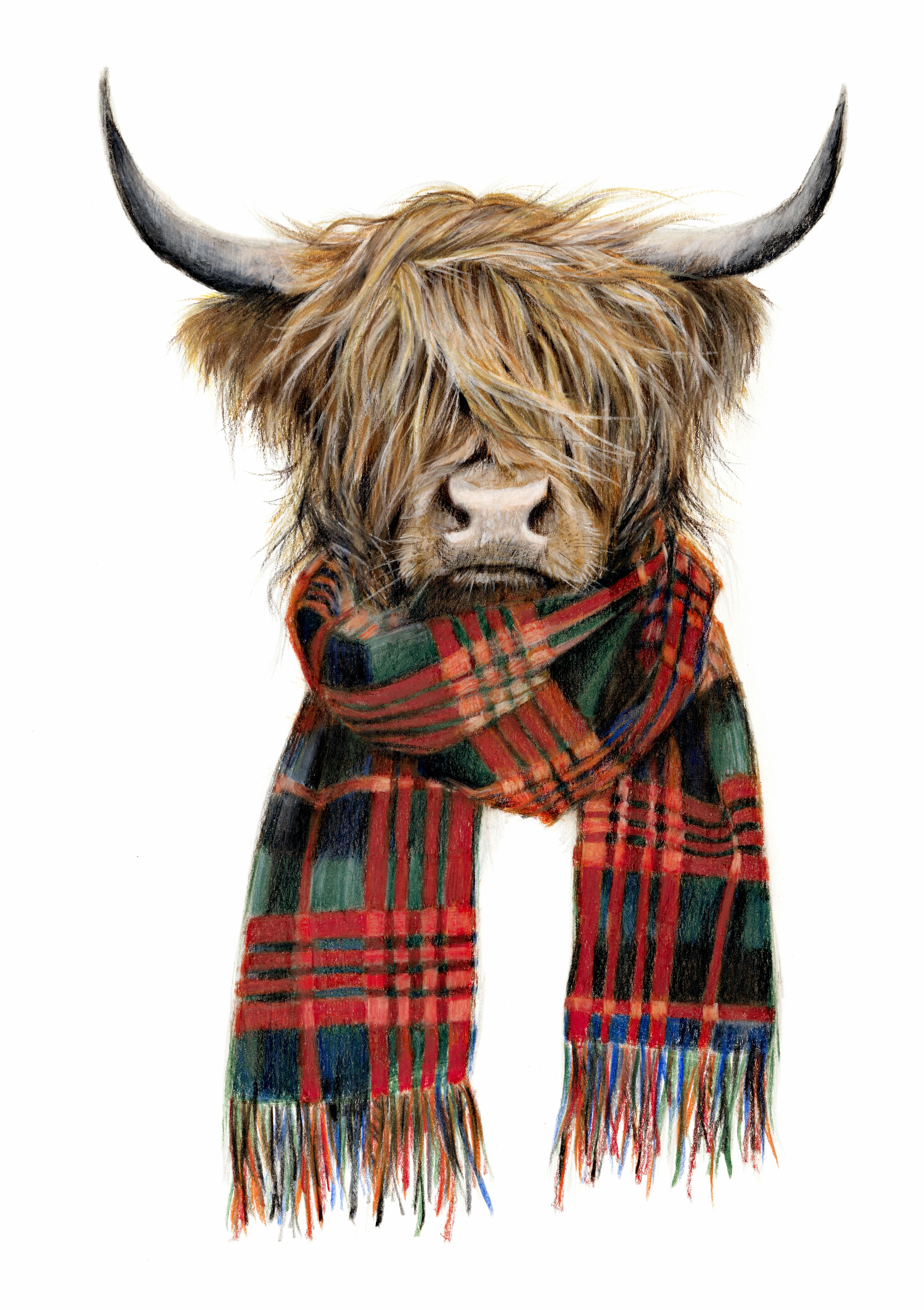 Highland Cows