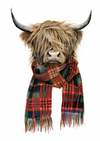 Highland Cows